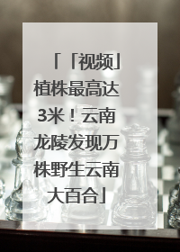 「视频」植株最高达3米！云南龙陵发现万株野生云南大百合
