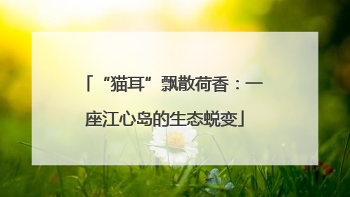 “猫耳”飘散荷香：一座江心岛的生态蜕变