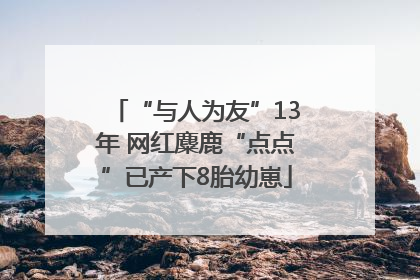 “与人为友”13年 网红麋鹿“点点”已产下8胎幼崽