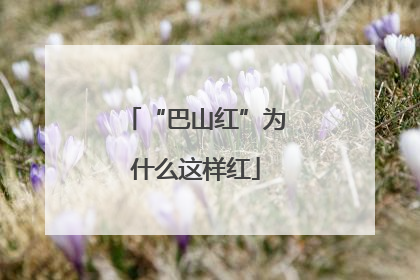 “巴山红”为什么这样红