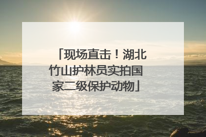 现场直击！湖北竹山护林员实拍国家二级保护动物