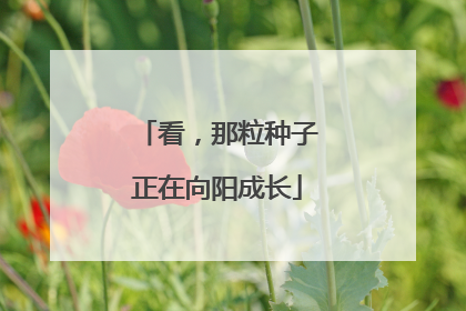 看，那粒种子正在向阳成长