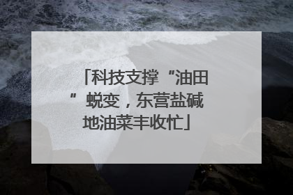 科技支撑“油田”蜕变，东营盐碱地油菜丰收忙