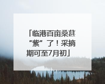 临港百亩桑葚“紫”了！采摘期可至7月初