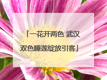 一花开两色 武汉双色睡莲绽放引客