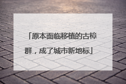 原本面临移植的古樟群，成了城市新地标