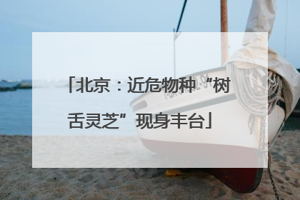 北京：近危物种“树舌灵芝”现身丰台
