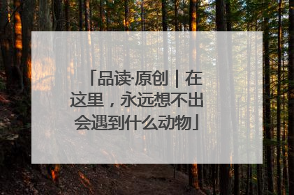 品读·原创｜在这里，永远想不出会遇到什么动物