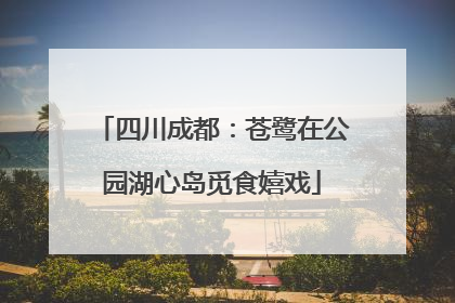 四川成都：苍鹭在公园湖心岛觅食嬉戏