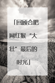 回顾合肥网红猴“大壮”最后的时光