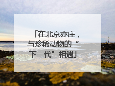 在北京亦庄，与珍稀动物的“下一代”相遇
