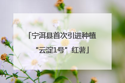 宁洱县首次引进种植“云淀1号”红薯
