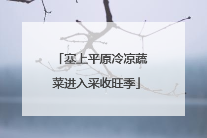 塞上平原冷凉蔬菜进入采收旺季