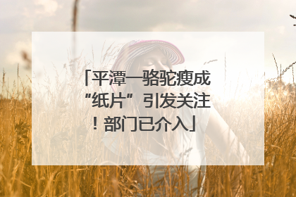 平潭一骆驼瘦成“纸片”引发关注！部门已介入