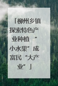 柳州乡镇探索特色产业种植 “小水果”成富民“大产业”