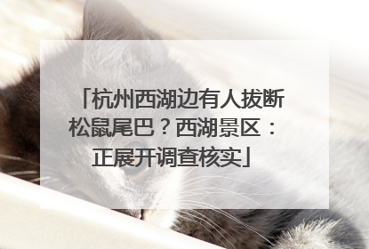 杭州西湖边有人拔断松鼠尾巴？西湖景区：正展开调查核实