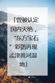 曾被认定国内灭绝，“东方宝石”彩鹮再现孟津黄河湿地