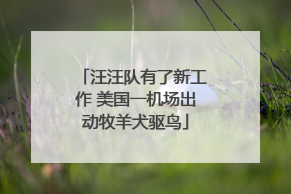汪汪队有了新工作 美国一机场出动牧羊犬驱鸟