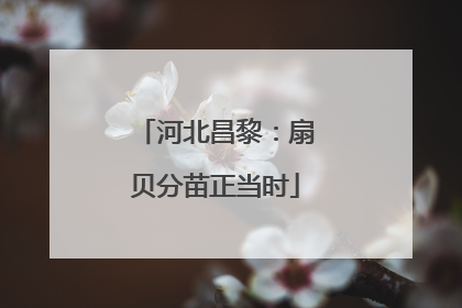 河北昌黎：扇贝分苗正当时