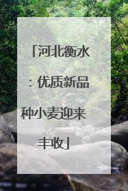 河北衡水：优质新品种小麦迎来丰收