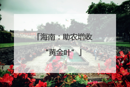海南：助农增收 “黄金叶”