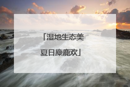 湿地生态美 夏日麋鹿欢