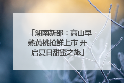 湖南新邵：高山早熟黄桃抢鲜上市 开启夏日甜蜜之旅