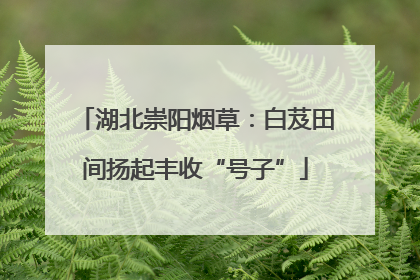 湖北崇阳烟草：白芨田间扬起丰收“号子”