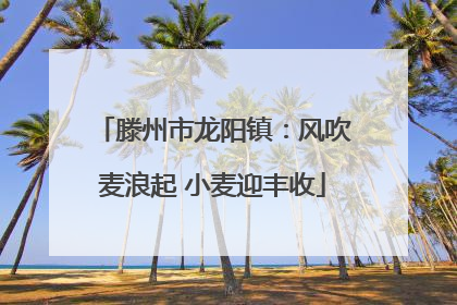 滕州市龙阳镇：风吹麦浪起 小麦迎丰收