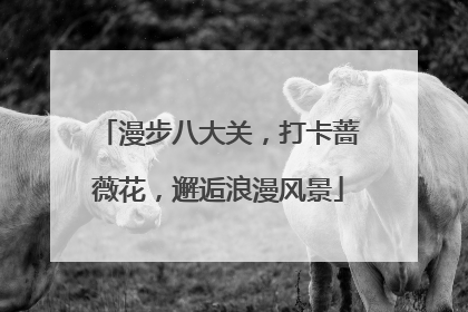 漫步八大关，打卡蔷薇花，邂逅浪漫风景