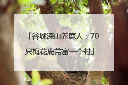 谷城深山养鹿人：70只梅花鹿带富一个村