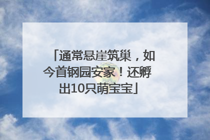 通常悬崖筑巢，如今首钢园安家！还孵出10只萌宝宝