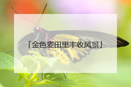 金色麦田里丰收风景