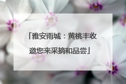 雅安雨城：黄桃丰收 邀您来采摘和品尝
