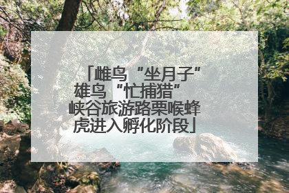 雌鸟“坐月子”雄鸟“忙捕猎” 峡谷旅游路栗喉蜂虎进入孵化阶段