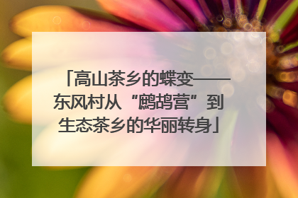 高山茶乡的蝶变——东风村从“鹧鸪营”到生态茶乡的华丽转身