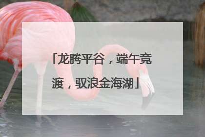 龙腾平谷，端午竞渡，驭浪金海湖