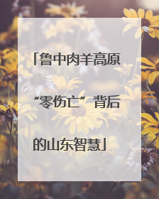 鲁中肉羊高原“零伤亡”背后的山东智慧