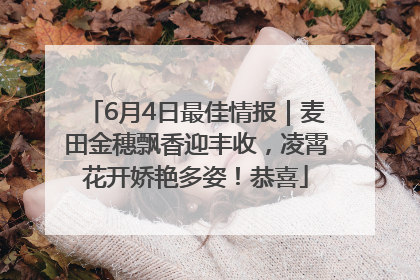 6月4日最佳情报｜麦田金穗飘香迎丰收，凌霄花开娇艳多姿！恭喜