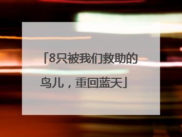 8只被我们救助的鸟儿，重回蓝天